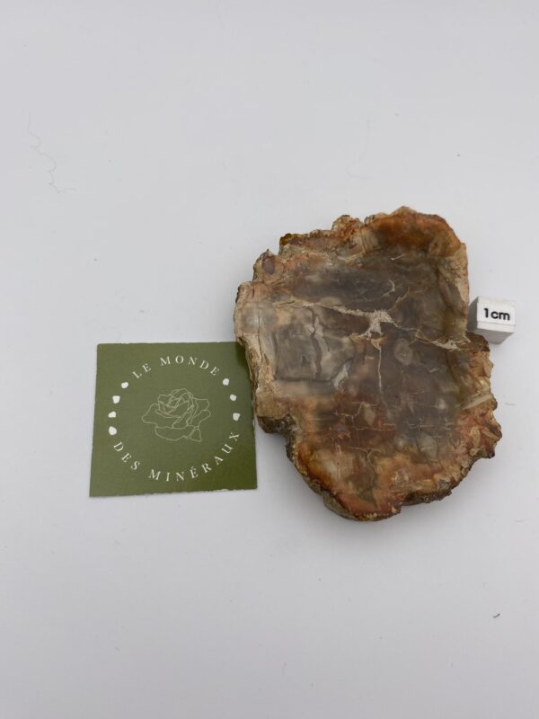 BOIS FOSSILE TRANCHE 164