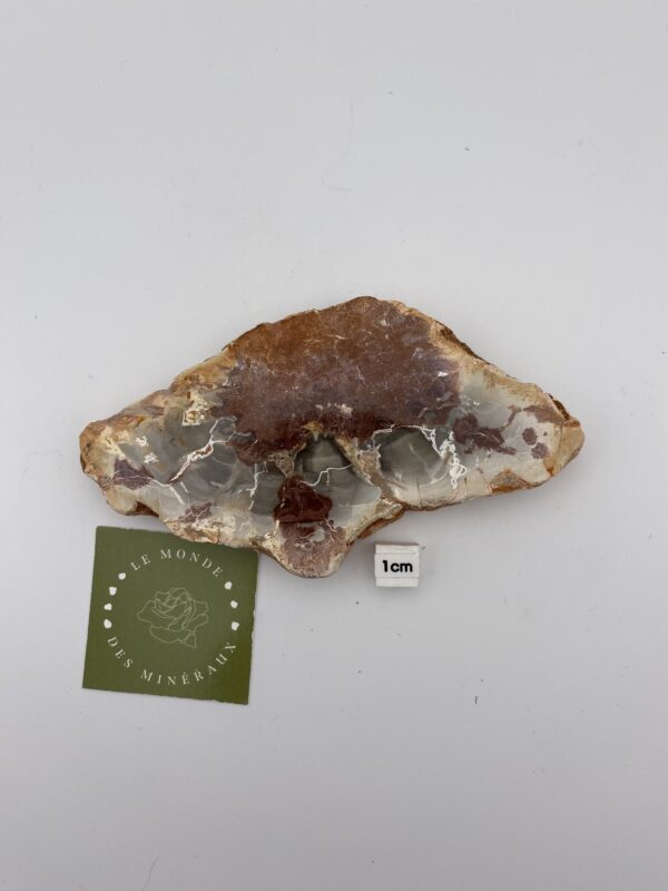 BOIS FOSSILE TRANCHE 188