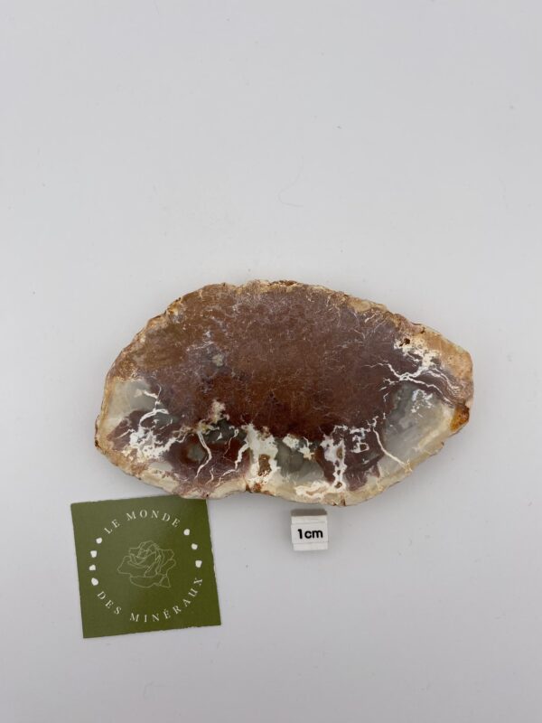 BOIS FOSSILE TRANCHE 217