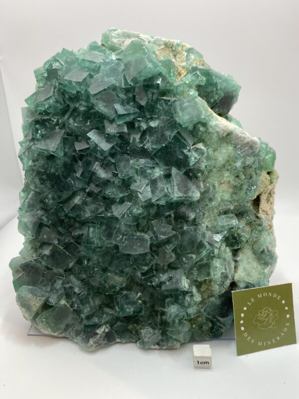 FLUORINE BRUTE 4953