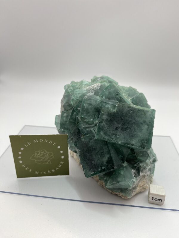 FLUORINE BRUTE 902
