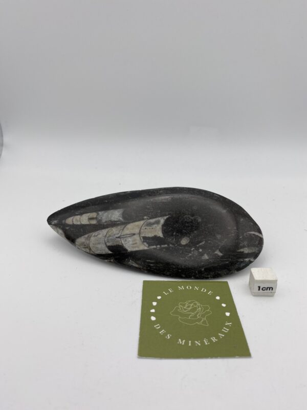ORTHOCERAS 13X5CM