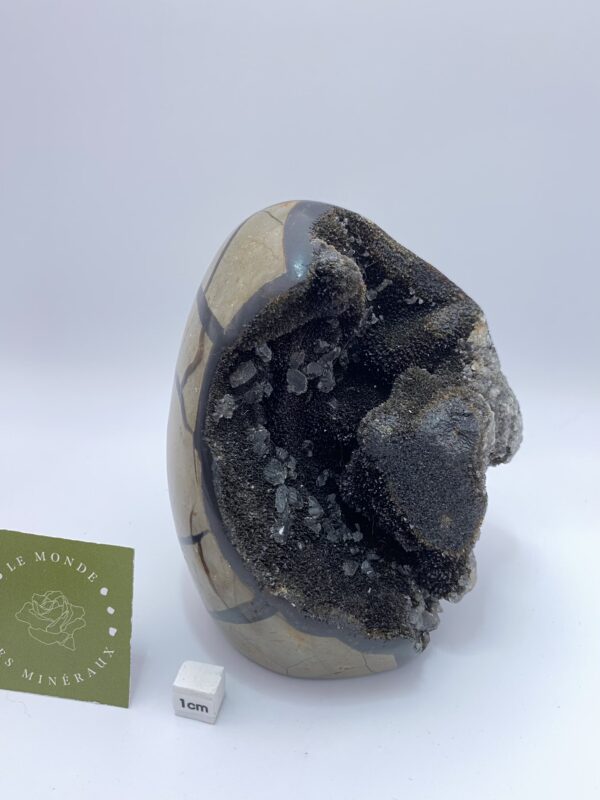SEPTARIA FORME LIBRE 1143