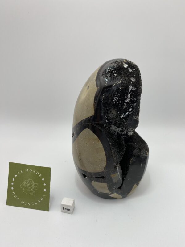 SEPTARIA FORME LIBRE 1205