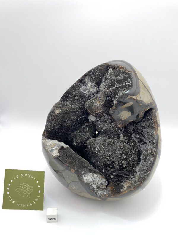 SEPTARIA FORME LIBRE 2677